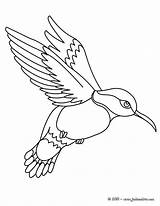 Colibri Hellokids Ausmalbild Oiseaux Colorier Ausmalen Vogel Voegel Vögel Hummingbird sketch template