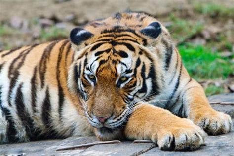 bengal tigers endangered