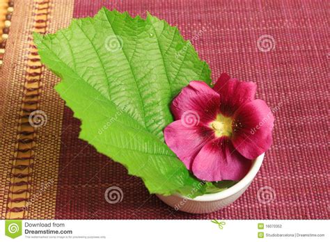 mallow  leaf  spa stock photo image  flower bowl
