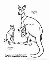 Coloring Pages Kangaroo Wild Animal Baby Australian Animals Kangaroos Cute Sheet Kids Print Honkingdonkey sketch template