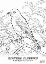 Coloring York Bluebird Eastern Bird State Pages Missouri Drawing Printable Symbols Birds Supercoloring sketch template