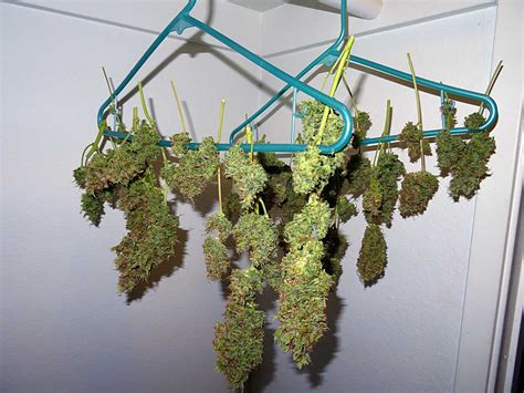 cannabis drying  photo  freeimages