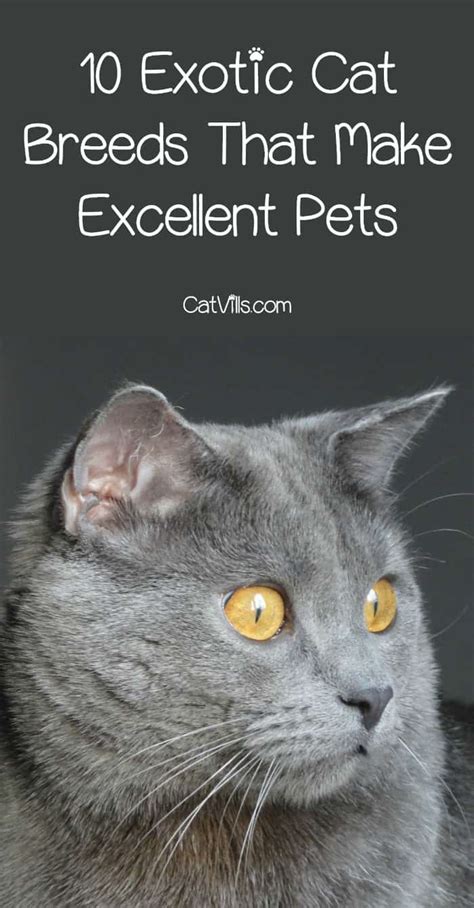 exotic cat breeds   excellent pets catvills