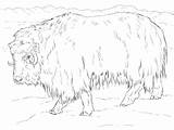 Musk Ox Coloring Realistic Choose Board Arctic Tundra sketch template