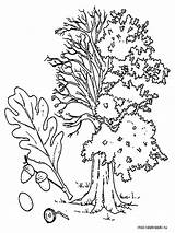 Oak Tree Coloring Pages Printable Color Trees Kids Recommended Getcolorings sketch template