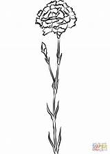 Coloring Carnation Pages Drawing sketch template