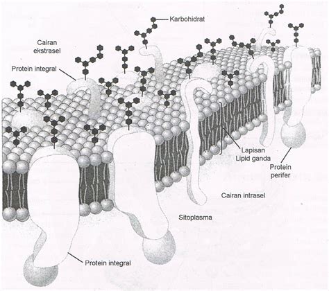 calon dokter struktur membran sel