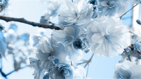 light blue flower wallpaper  images