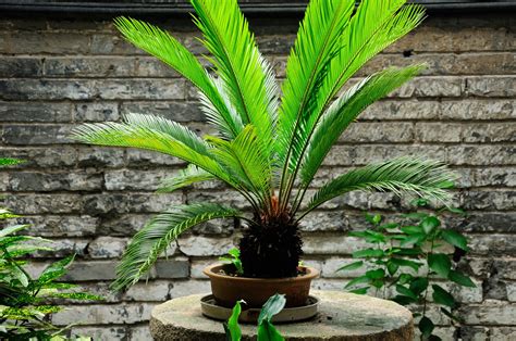palmen duengen tipps zu zeitpunkt richtigem vorgehen plantura