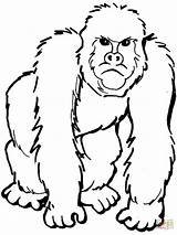 Gorilla Salvat Gaddynippercrayons sketch template