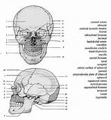 Labeling Unlabeled Physiology Answers Axial Anatomia Animalia Skeletal Head Ossos Becuo Binged sketch template