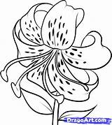 Lily Draw Flowers Tiger Drawing Flower Step Lilies Coloring Drawings Dragoart Sketch Easy Pages Culture Clipart Sketches Line Lilly Pop sketch template