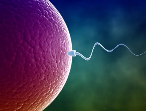 Juno Protein Connects Egg To Sperm Scientists Finally