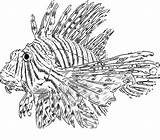 Lionfish Lion Designlooter Volitans Pterois sketch template