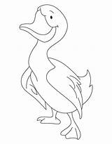 Duck Commander Coloring Pages Mallard Comments Bestcoloringpages sketch template