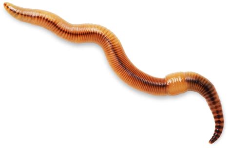 earthworm facts information  worms dk find