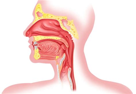 upper esophageal sphincter function  acid reflux pain