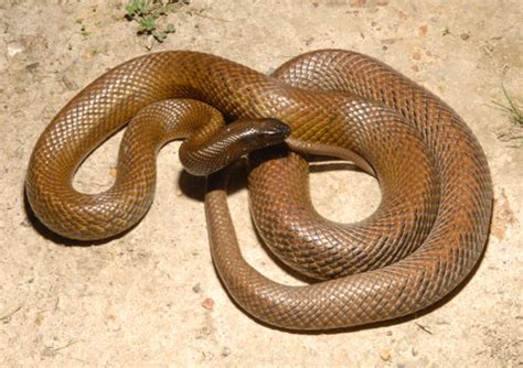 inland taipan facts  pictures reptile fact