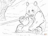 Panda Coloring Bamboo Giant Eating Pages Bear Drawing Printable Pandas Bears Animal Animals Color Realistic sketch template