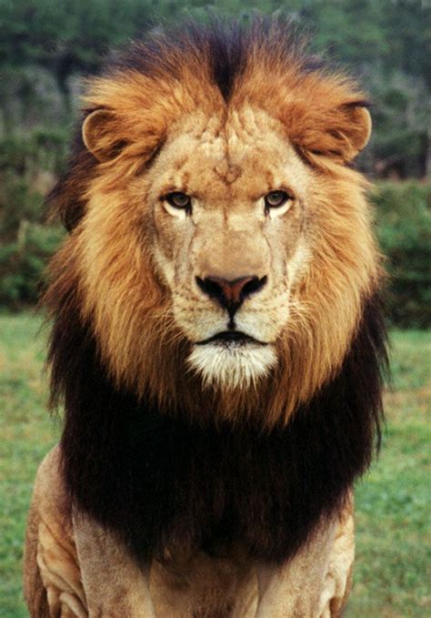 african male lion face google search vbs pinterest lion search