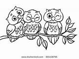 Owls Branch Sitting Owl Coloring Three Pages Simple Drawing Vector Shutterstock Drawings sketch template