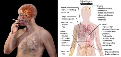 Just 10 Seconds After A Cigarette Smoker Inhales Nicotine Is Absorbed