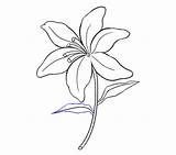 Lily Draw Drawing Stargazer Simple Lilies Easy Step Getdrawings Leaf sketch template