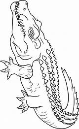 Crocodile Coloring Pages Color Animals Crocodiles Animal Printable Print Drawing Alligators Outline Kids Sheets Lemur Python Getdrawings Town Powered Results sketch template