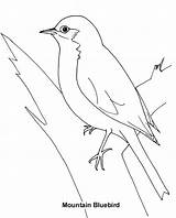 Bluebird Bird Designlooter sketch template