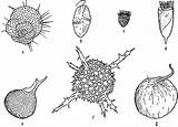 Foraminifera Protozoa Zooplankton Dinoflagellate Worm Radiolarian sketch template