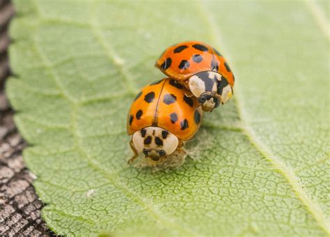 difference  good  bad ladybugs