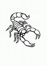Coloring Scorpions sketch template