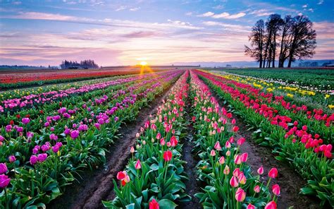 beautiful tulips desktop background 854