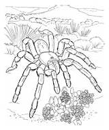 Coloring Desert Pages Tarantula Animals Biome Printable Outline Clipart Print Color Goliath Clipground Kids African sketch template