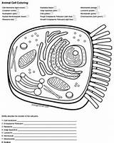 Cell Animal Coloring Key Answer Color Worksheet Biologycorner Cells Answers Membrane Diagram Quizlet Typical Worksheets Ribosomes Pages Template Tpt sketch template