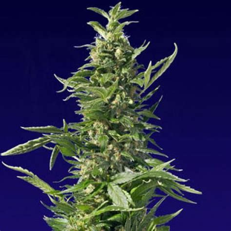 Buy Spliff Gold Diesel Cannabis Seeds At