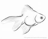 Coloring Tropical Goldfish Squidoo Freshwater sketch template