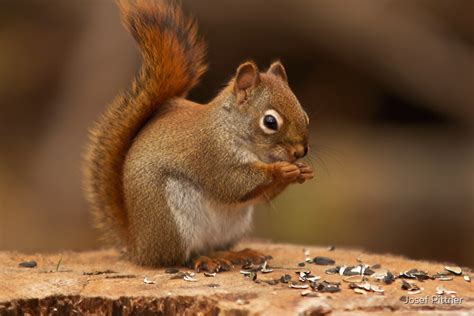 squirrel eating  nuts ottawa canada  josef pittner redbubble