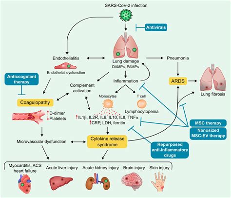 are mesenchymal stem cells and derived extracellular vesicles valuable