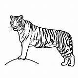 Colornimbus Tigers sketch template