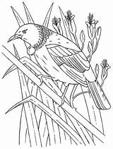 Colouring Tui Coloring Bird Zealand Drawing Honeyeater Birds Pages Drawings Nz Maori Template Easy Native Colour Printable Designs Activities Designlooter sketch template