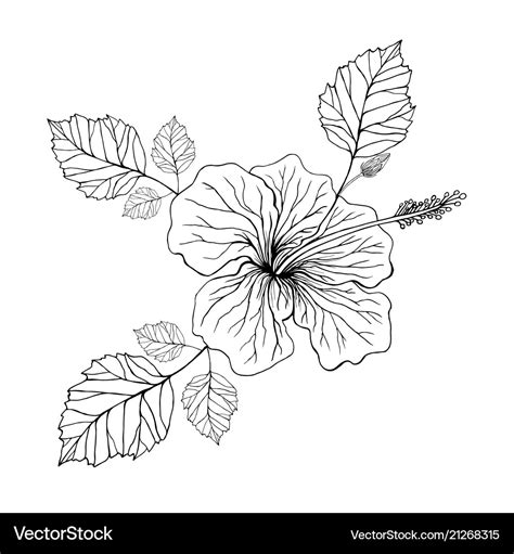 flower hibiscus coloring page royalty  vector image