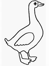 Goose Pato Ganso Colorat Desen Geese Desenhar Planse Gansos Pictura Coloringhome Copii Diferite Fise Ninos Mediului Granja Gradinita Scrigroup Curte sketch template