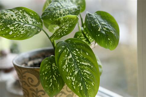 7 Plantas Que Crecen Sin Problemas En Lugares Cerrados