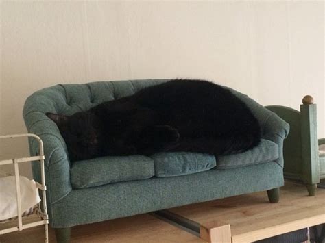 dear pammy      cats   furniture    cats