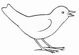 Dessin Oiseau Oiseaux Coloriage Dessiner Aves Coloriages Imprimer Facile Automne Unblog sketch template