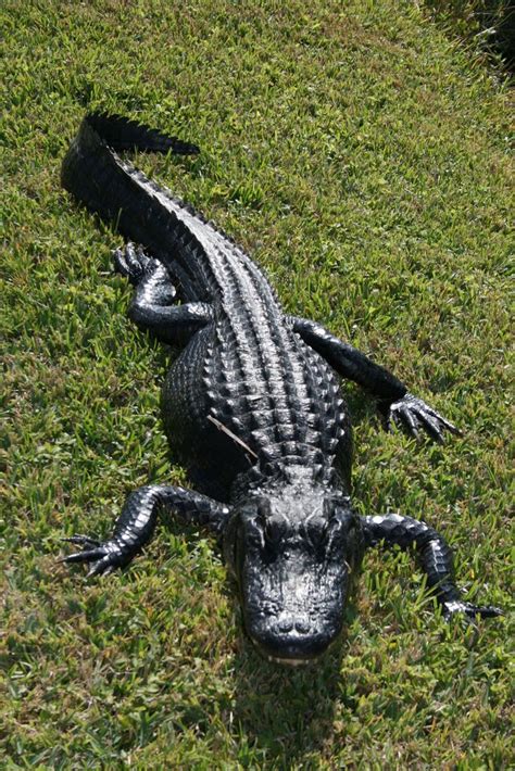 aligator   everglades florida alligator reptiles alligator image