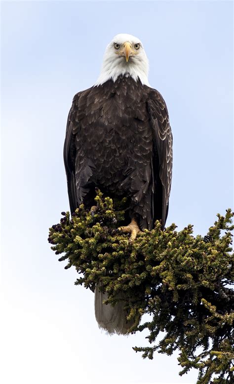 bald eagle perched  stock photo public domain pictures