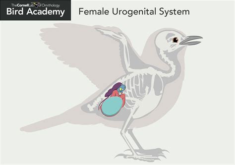 All About Bird Anatomy Bird Academy • The Cornell Lab