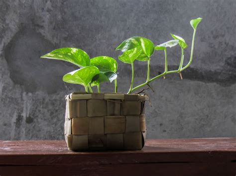 grow climbing houseplants plant index